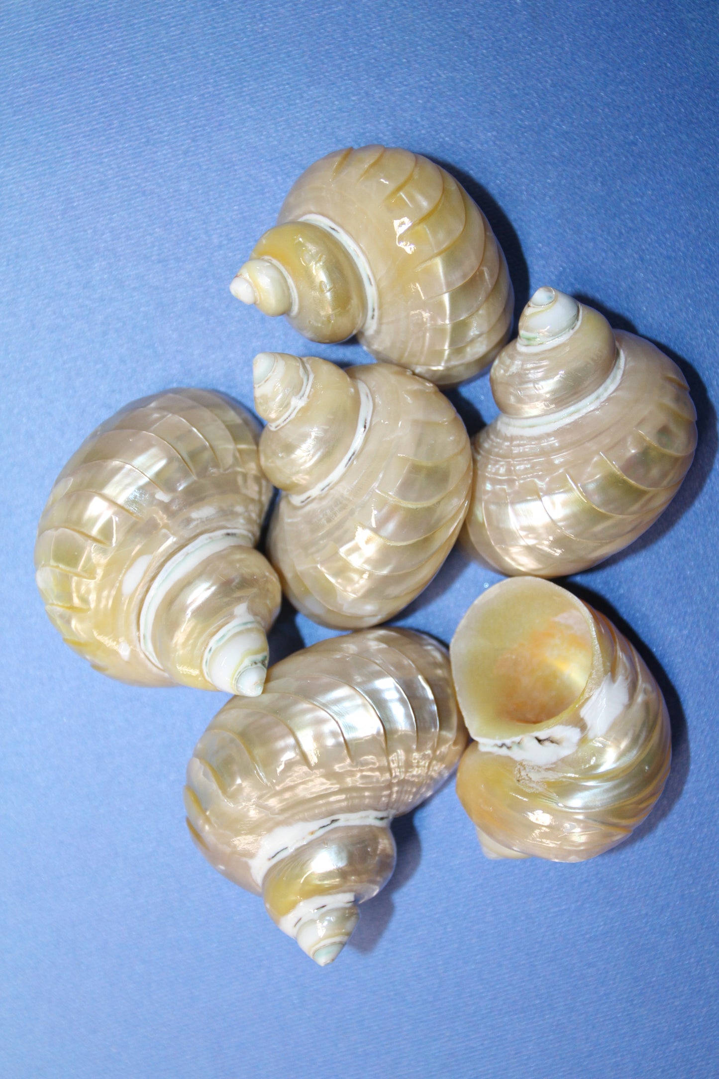 RIBBED TURBOS GOLD MOUTH, Collectible Seashell, Pearled, Beach Home Decor, Cut Shells Seashell Basket Display SS-508