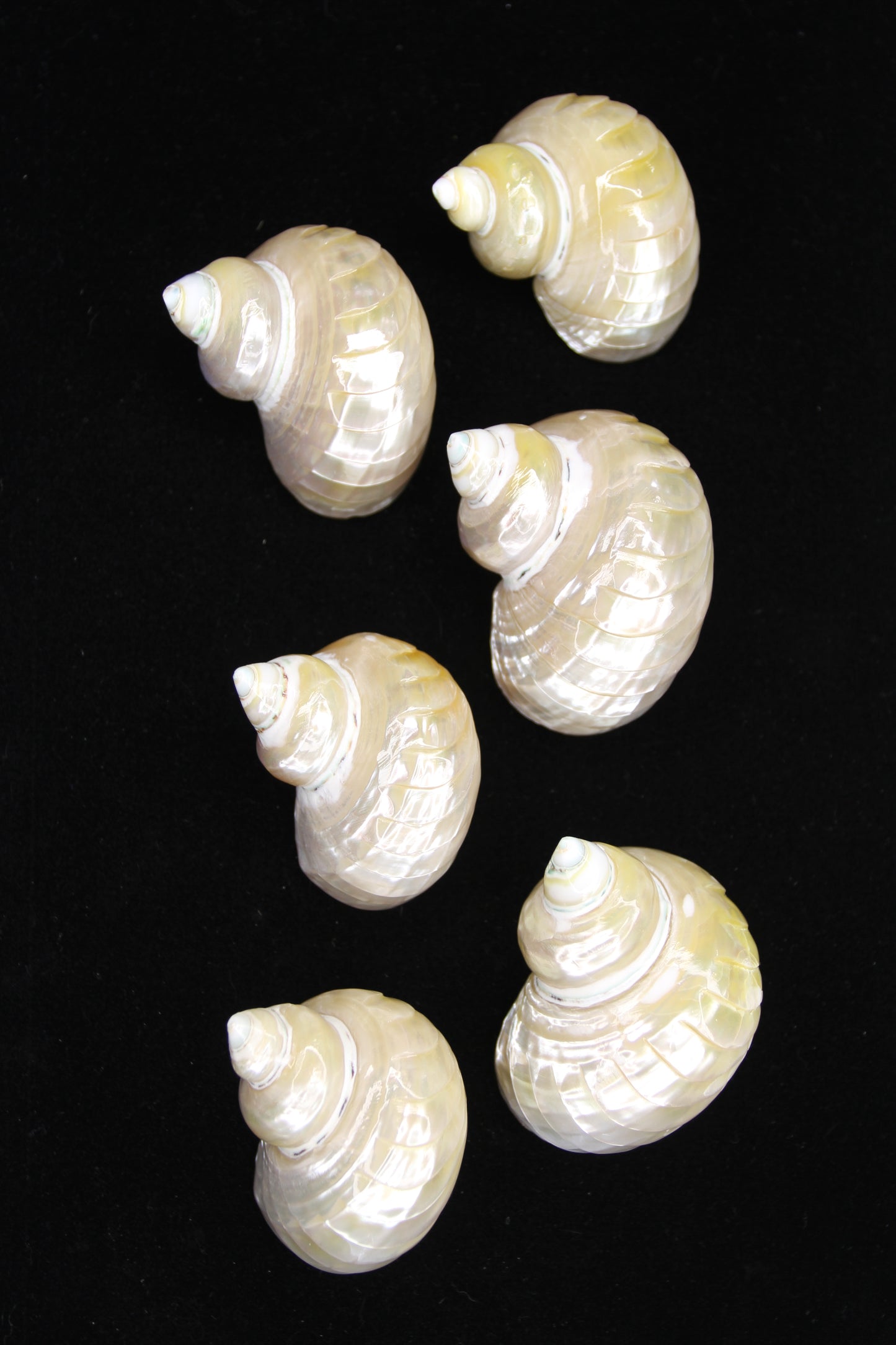 RIBBED TURBOS GOLD MOUTH, Collectible Seashell, Pearled, Beach Home Decor, Cut Shells Seashell Basket Display SS-508