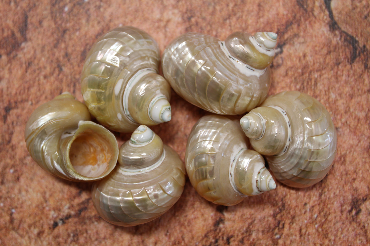 RIBBED TURBOS GOLD MOUTH, Collectible Seashell, Pearled, Beach Home Decor, Cut Shells Seashell Basket Display SS-508