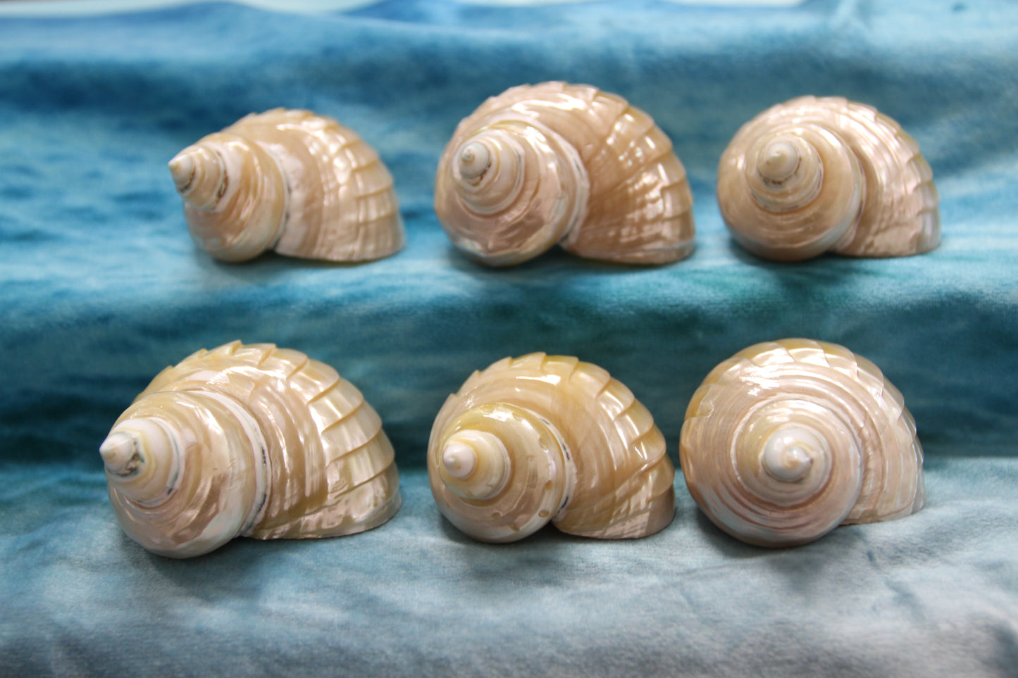 RIBBED TURBOS GOLD MOUTH, Collectible Seashell, Pearled, Beach Home Decor, Cut Shells Seashell Basket Display SS-508