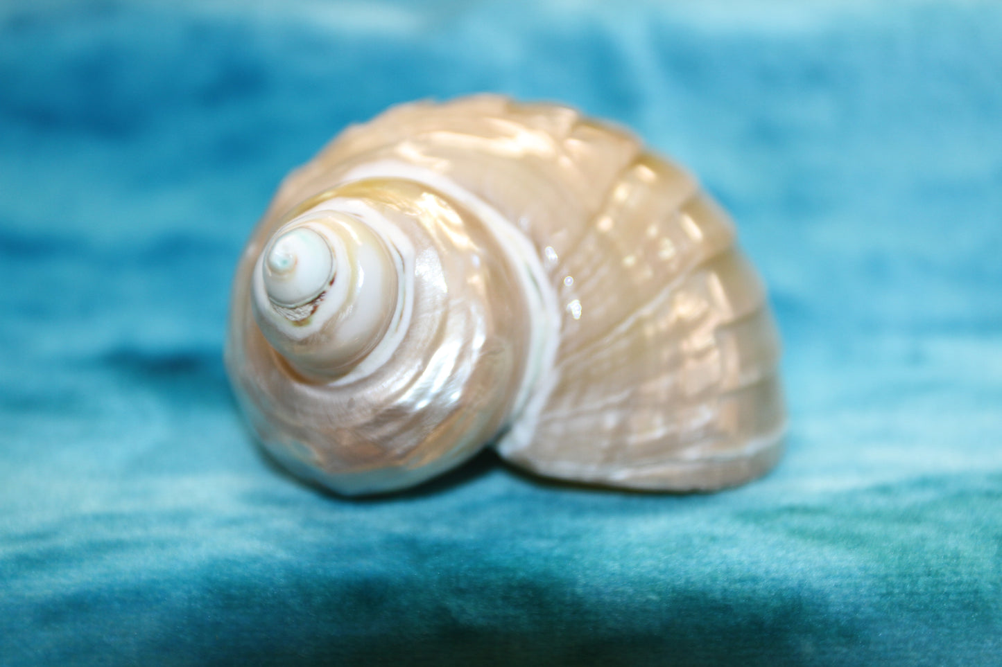 RIBBED TURBOS GOLD MOUTH, Collectible Seashell, Pearled, Beach Home Decor, Cut Shells Seashell Basket Display SS-508