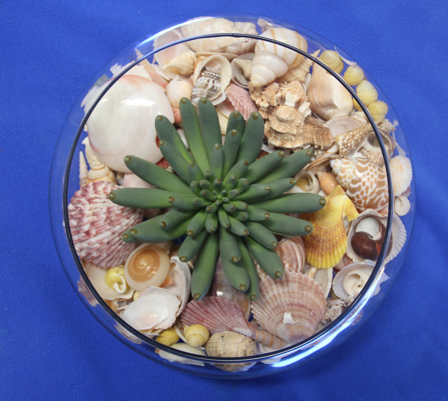 ASSORTED SEASHELL CRAFT SUPPLY, Medium Flat Rate Box Full, Craft Supply, Beach Art Coastal Decor, WH-01