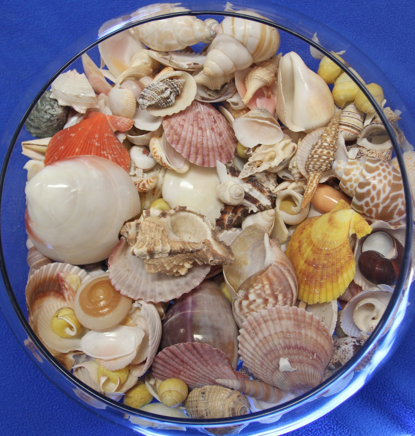 ASSORTED SEASHELL CRAFT SUPPLY, Medium Flat Rate Box Full, Craft Supply, Beach Art Coastal Decor, WH-01