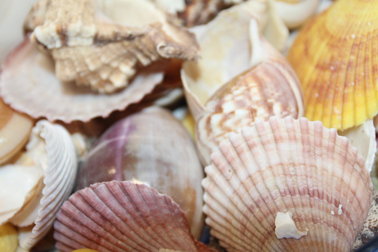 ASSORTED SEASHELL CRAFT SUPPLY, Medium Flat Rate Box Full, Craft Supply, Beach Art Coastal Decor, WH-01