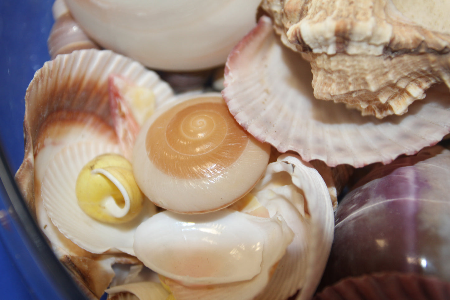 ASSORTED SEASHELL CRAFT SUPPLY, Medium Flat Rate Box Full, Craft Supply, Beach Art Coastal Decor, WH-01