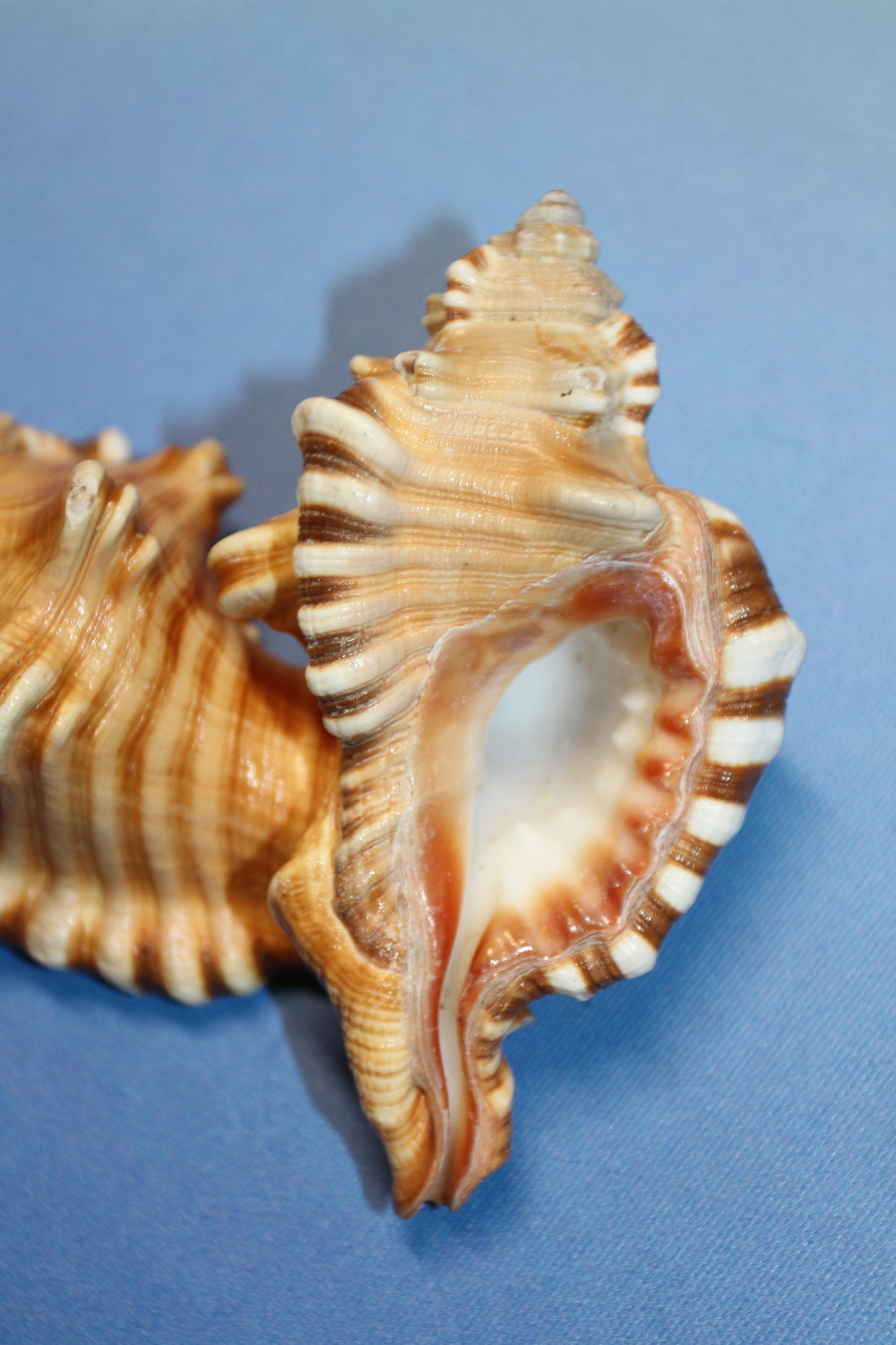 5-CYMATIUM PERRYI Seashells,Wedding Decor,Shelf Display,All Occasion Gifts,,Collectible Seashells, SS-29B