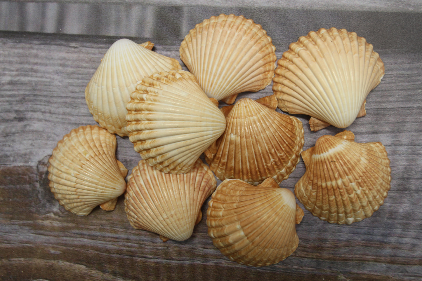 UPSCALE SEASHELLS, MEXICAN CUPS, Shell Craft, Sailors Valentines, Good Qualtity Medium Shells,Beach Home Shadowbox Display Shells, SS-484