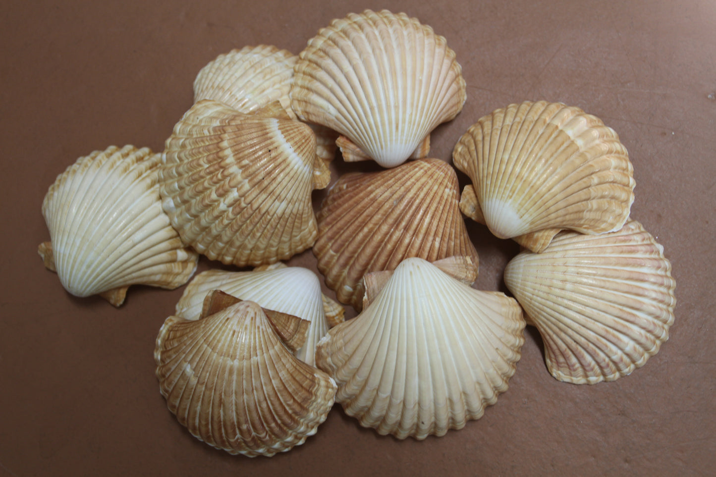 UPSCALE SEASHELLS, MEXICAN CUPS, Shell Craft, Sailors Valentines, Good Qualtity Medium Shells,Beach Home Shadowbox Display Shells, SS-484