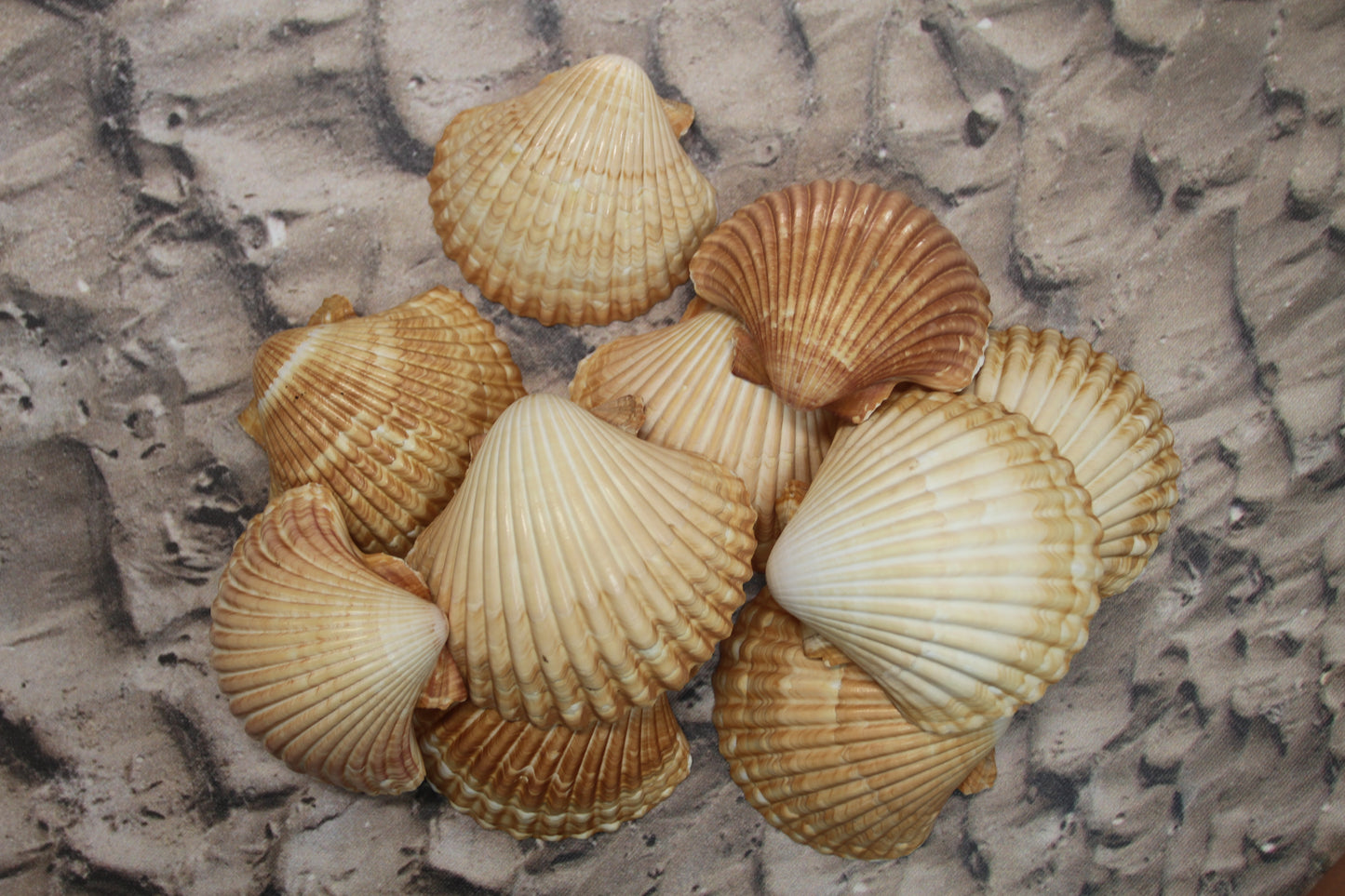 UPSCALE SEASHELLS, MEXICAN CUPS, Shell Craft, Sailors Valentines, Good Qualtity Medium Shells,Beach Home Shadowbox Display Shells, SS-484