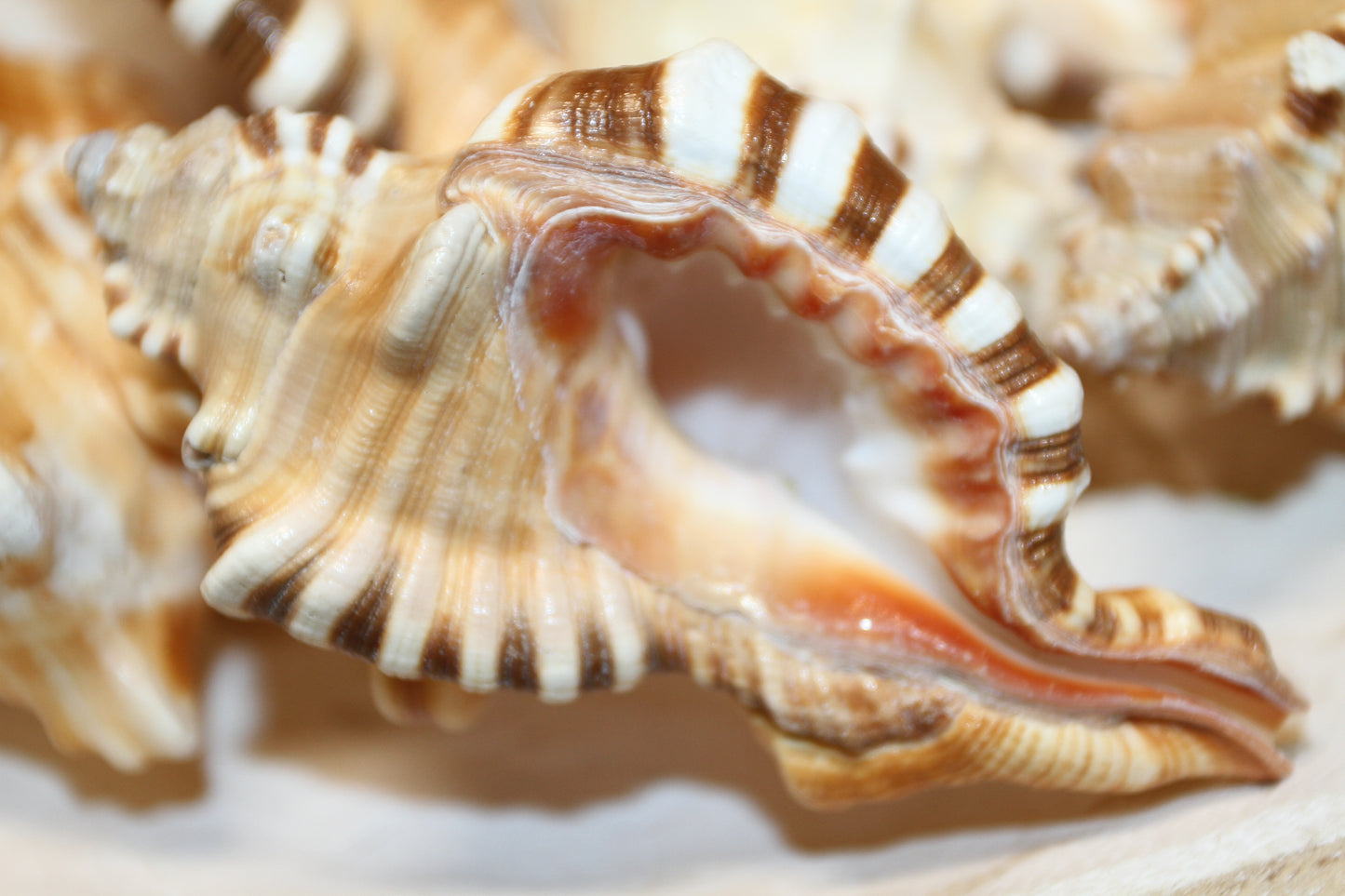 5-CYMATIUM PERRYI Seashells,Wedding Decor,Shelf Display,All Occasion Gifts,,Collectible Seashells, SS-29B