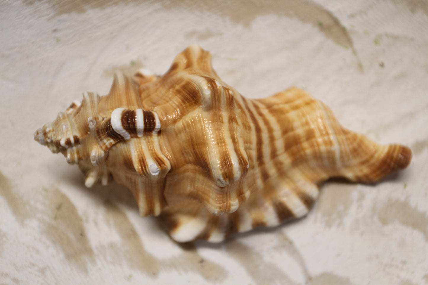 5-CYMATIUM PERRYI Seashells,Wedding Decor,Shelf Display,All Occasion Gifts,,Collectible Seashells, SS-29B