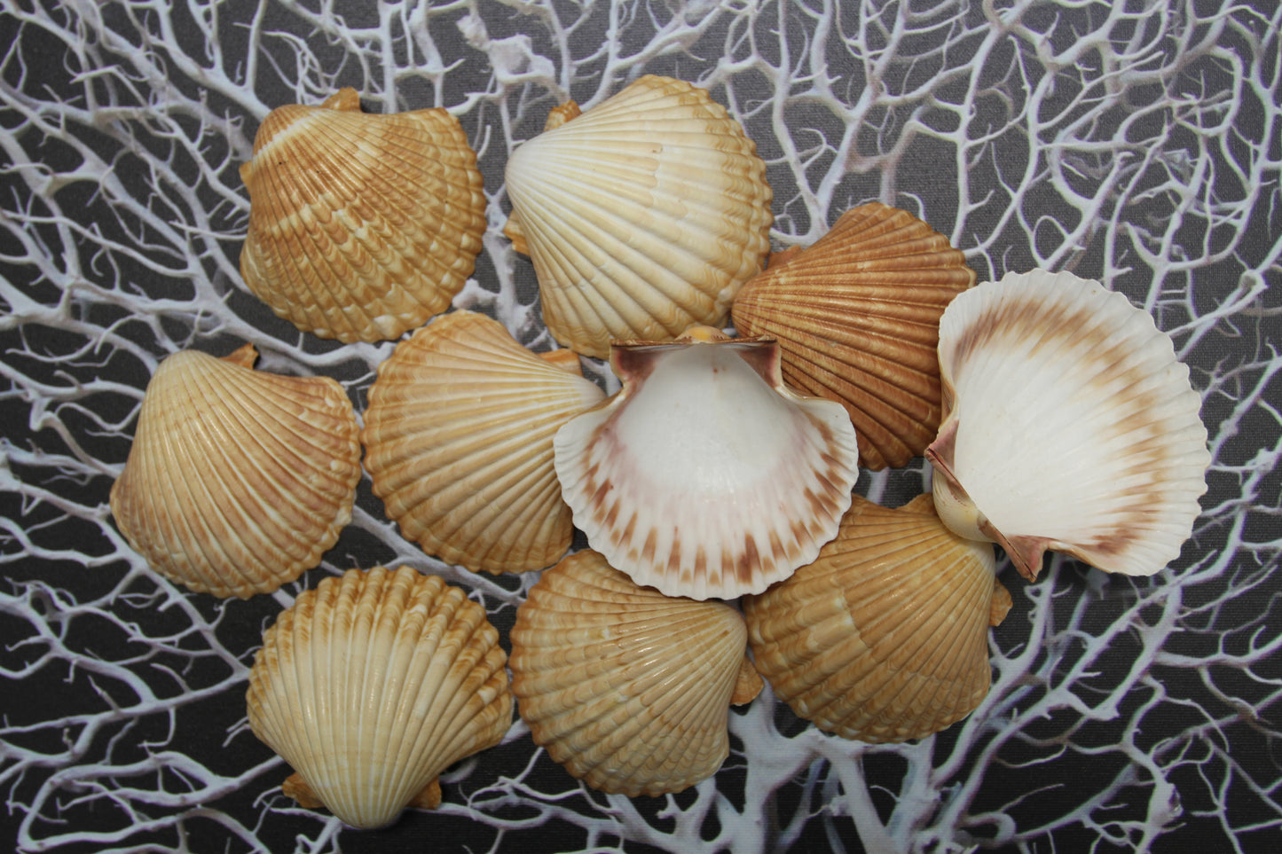UPSCALE SEASHELLS, MEXICAN CUPS, Shell Craft, Sailors Valentines, Good Qualtity Medium Shells,Beach Home Shadowbox Display Shells, SS-484