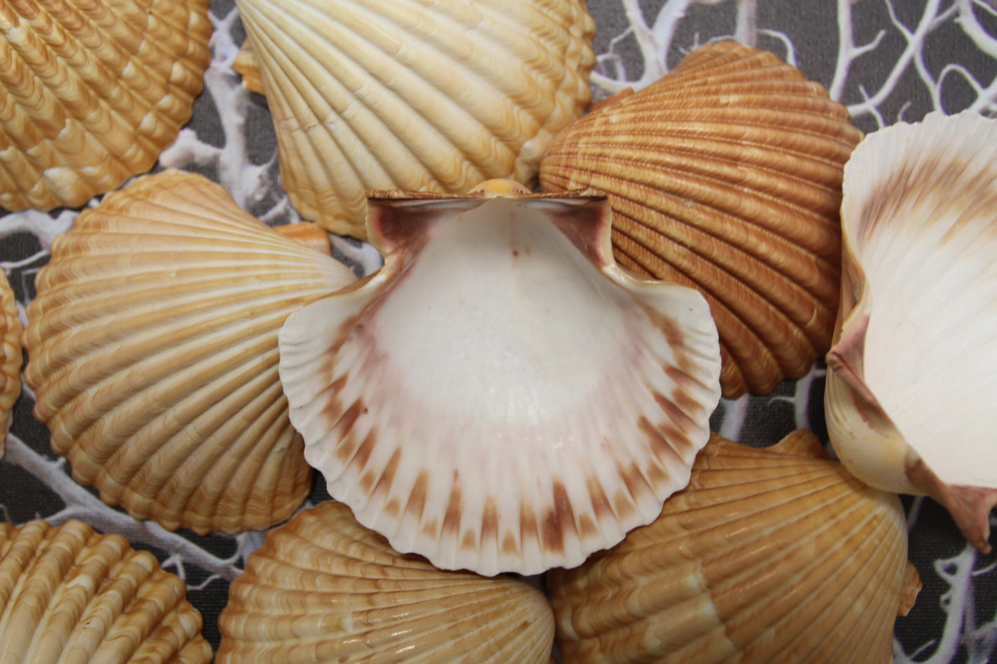 UPSCALE SEASHELLS, MEXICAN CUPS, Shell Craft, Sailors Valentines, Good Qualtity Medium Shells,Beach Home Shadowbox Display Shells, SS-484
