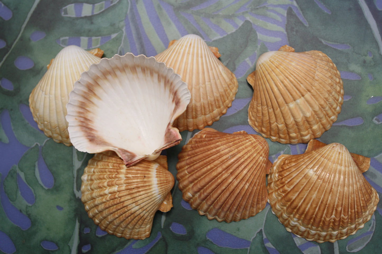 UPSCALE SEASHELLS, MEXICAN CUPS, Shell Craft, Sailors Valentines, Good Qualtity Medium Shells,Beach Home Shadowbox Display Shells, SS-484