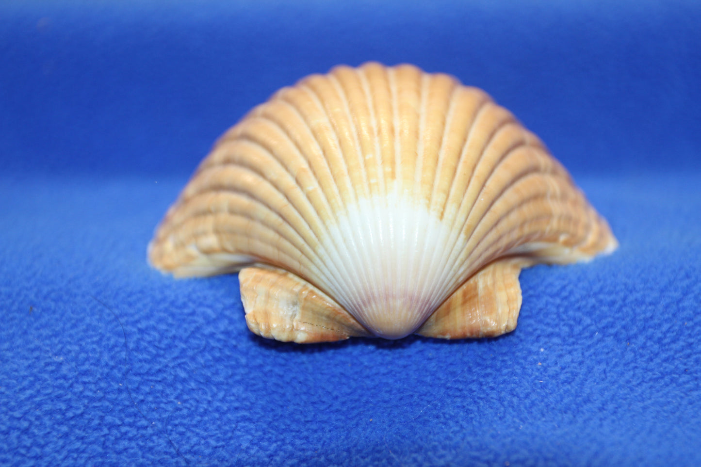 UPSCALE SEASHELLS, MEXICAN CUPS, Shell Craft, Sailors Valentines, Good Qualtity Medium Shells,Beach Home Shadowbox Display Shells, SS-484
