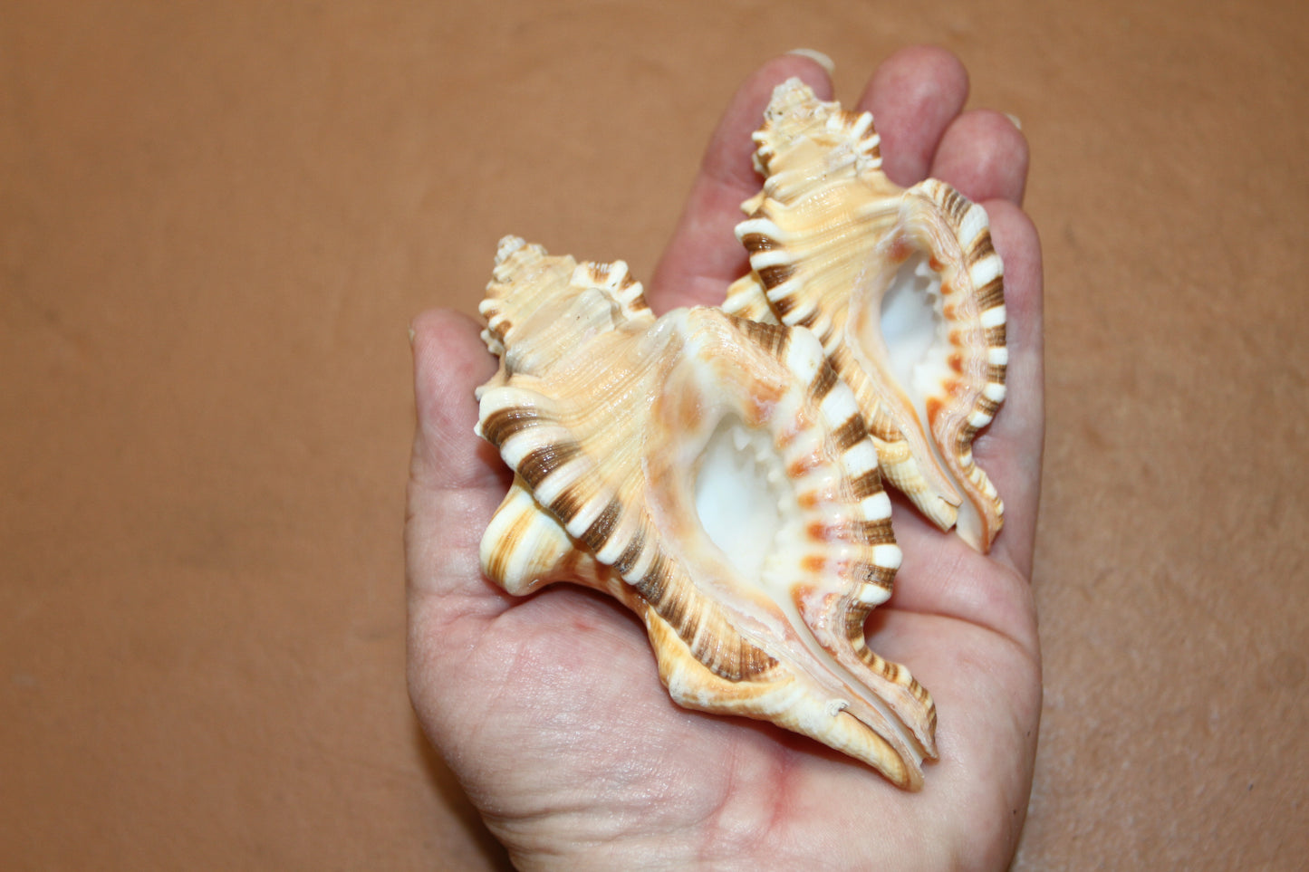 5-CYMATIUM PERRYI Seashells,Collectible Display Seashell,Beach Decor,All Occasion Gift,Beach Wedding Supply,SS-28A