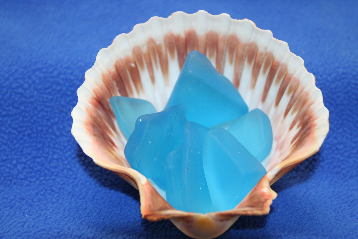 UPSCALE SEASHELLS, MEXICAN CUPS, Shell Craft, Sailors Valentines, Good Qualtity Medium Shells,Beach Home Shadowbox Display Shells, SS-484