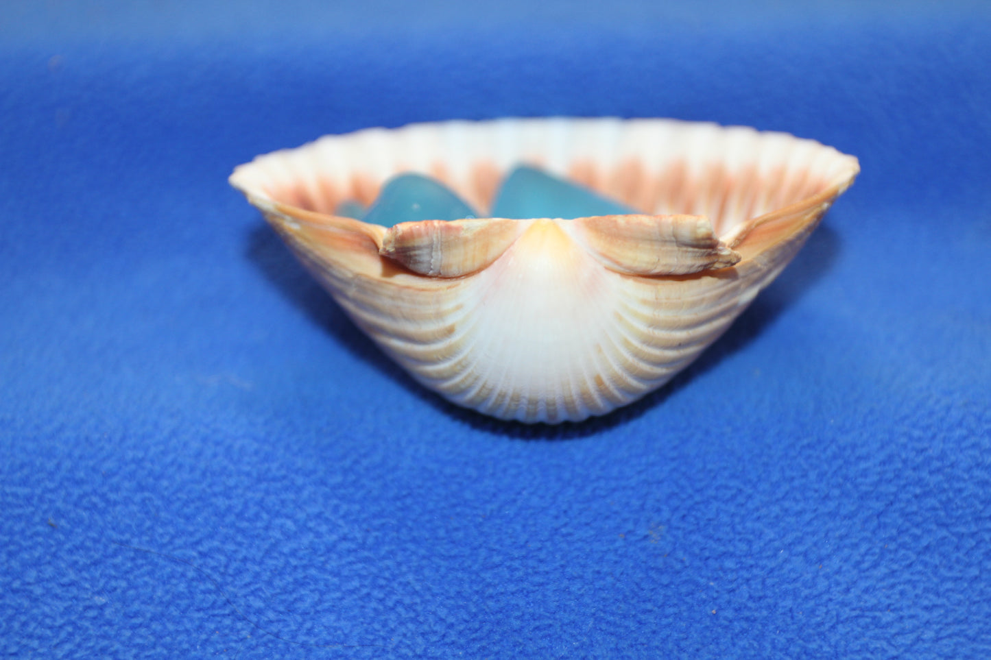 UPSCALE SEASHELLS, MEXICAN CUPS, Shell Craft, Sailors Valentines, Good Qualtity Medium Shells,Beach Home Shadowbox Display Shells, SS-484