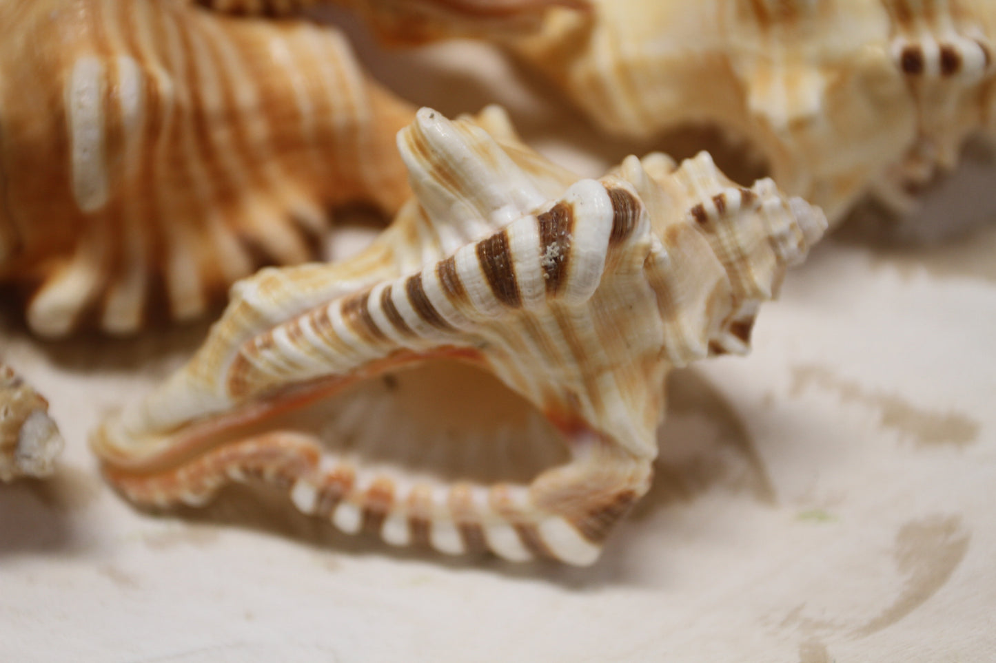 5-CYMATIUM PERRYI Seashells,Collectible Display Seashell,Beach Decor,All Occasion Gift,Beach Wedding Supply,SS-28A