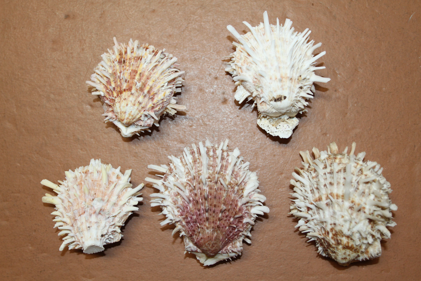 5-ASSORTED PAIRS,SPONDYLUS SEASHELLS,Beach Decor,All Occasion Gift,Wedding Supply,Table Decor,Shells With Spines SS-519