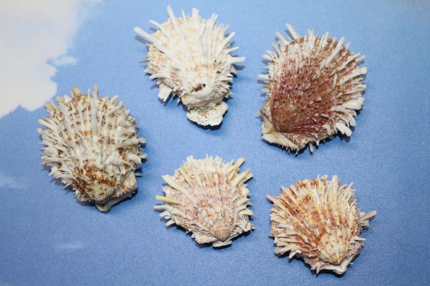 5-ASSORTED PAIRS,SPONDYLUS SEASHELLS,Beach Decor,All Occasion Gift,Wedding Supply,Table Decor,Shells With Spines SS-519