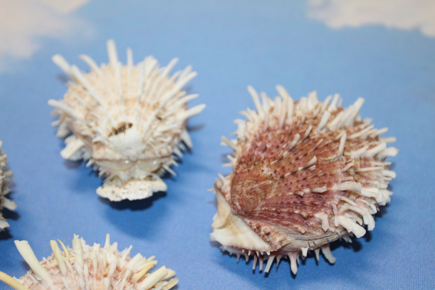 5-ASSORTED PAIRS,SPONDYLUS SEASHELLS,Beach Decor,All Occasion Gift,Wedding Supply,Table Decor,Shells With Spines SS-519