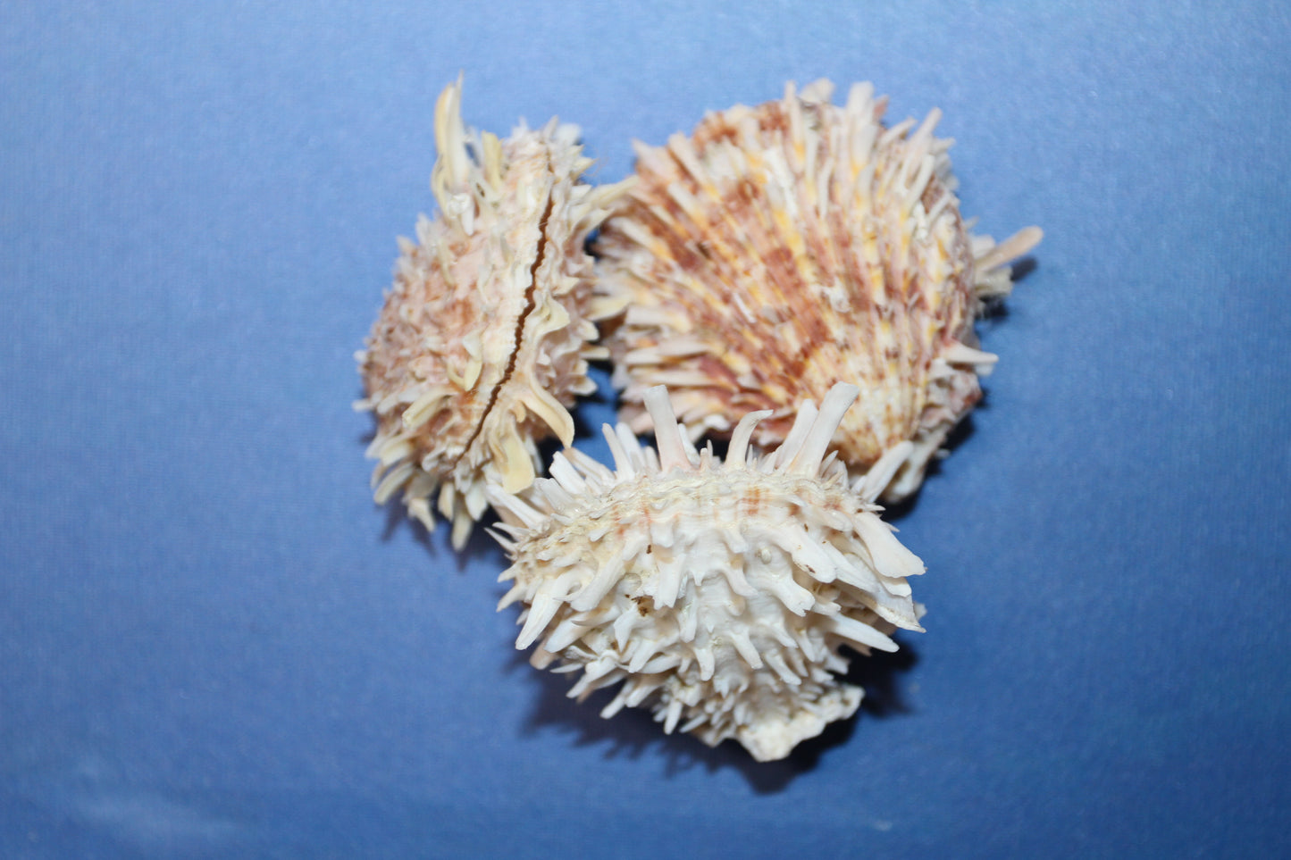 5-ASSORTED PAIRS,SPONDYLUS SEASHELLS,Beach Decor,All Occasion Gift,Wedding Supply,Table Decor,Shells With Spines SS-519