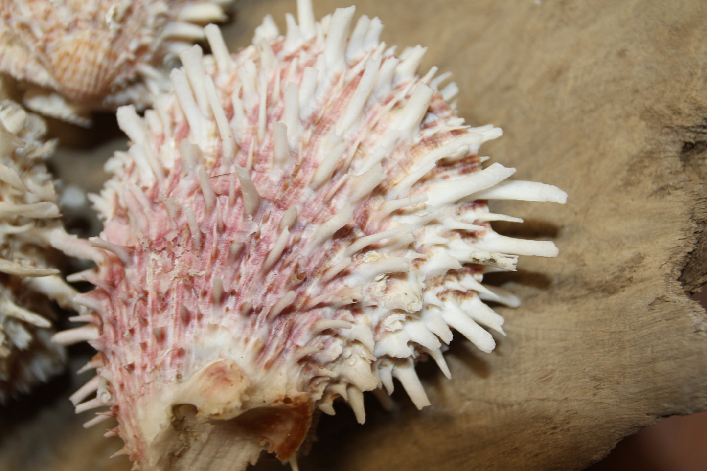 5-ASSORTED PAIRS,SPONDYLUS SEASHELLS,Beach Decor,All Occasion Gift,Wedding Supply,Table Decor,Shells With Spines SS-519