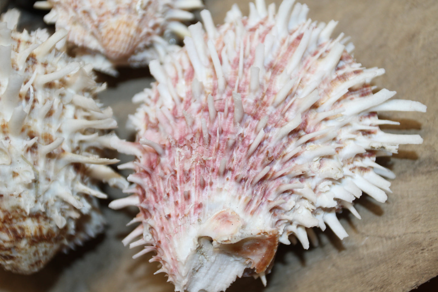5-ASSORTED PAIRS,SPONDYLUS SEASHELLS,Beach Decor,All Occasion Gift,Wedding Supply,Table Decor,Shells With Spines SS-519