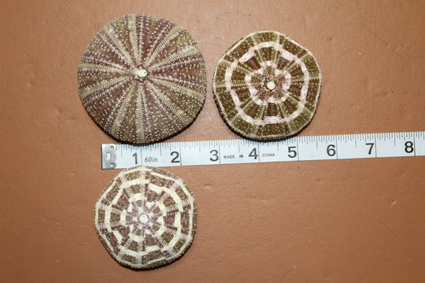 12-ALFONSO GATOR URCHINS,Air Plant Holder, Island Decor,Sailor Valentine,Beach Decor, SS-02