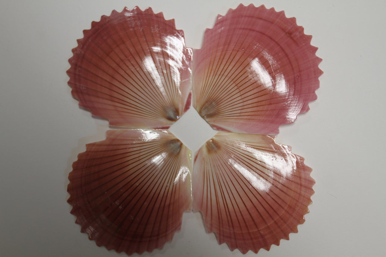 Specialty Seashell - Sun Moon Zig Zag Craft Shell. Great for shell art projects to add a unique look to the finished item. Ships Free SS-327