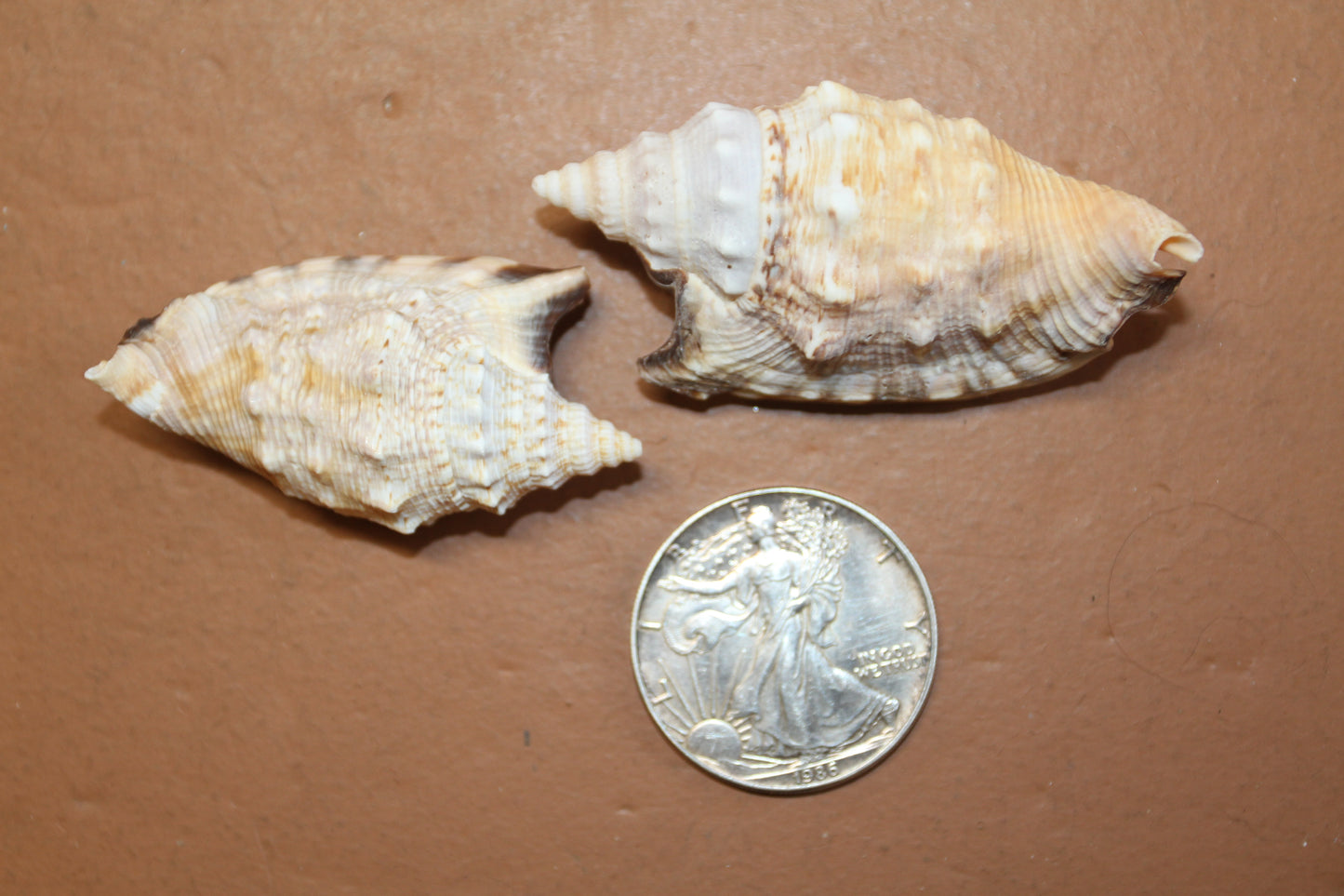 STROMBUS SEASHELLS, Seashell Collection, Sailors Valentines, Strombus Aratum, Craft Supply, All Occasion Gifts, SS-470