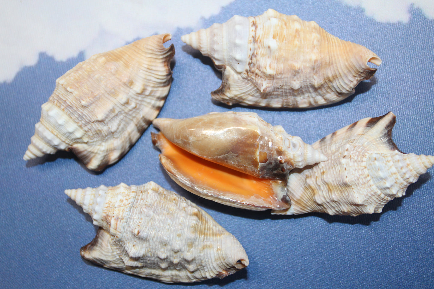 STROMBUS SEASHELLS, Seashell Collection, Sailors Valentines, Strombus Aratum, Craft Supply, All Occasion Gifts, SS-470