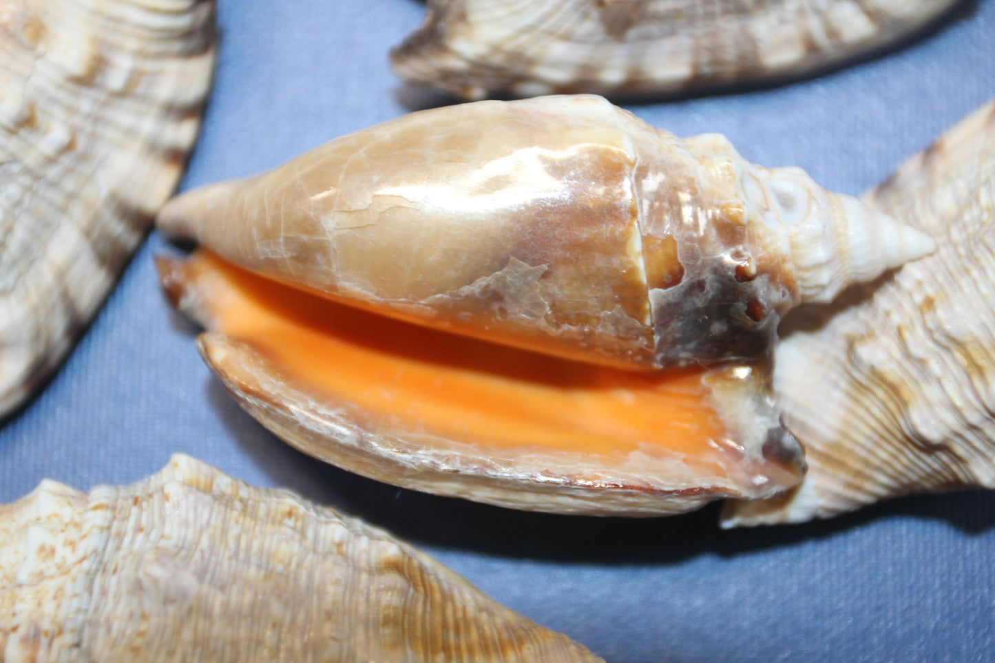 STROMBUS SEASHELLS, Seashell Collection, Sailors Valentines, Strombus Aratum, Craft Supply, All Occasion Gifts, SS-470