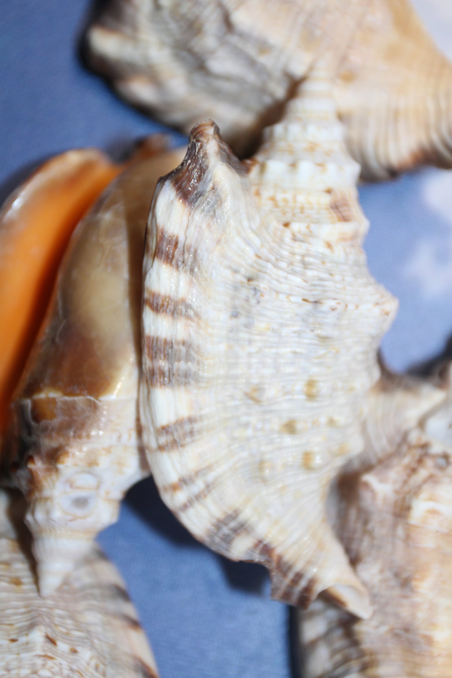 STROMBUS SEASHELLS, Seashell Collection, Sailors Valentines, Strombus Aratum, Craft Supply, All Occasion Gifts, SS-470