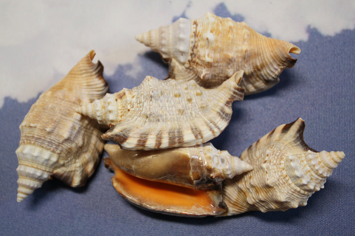 STROMBUS SEASHELLS, Seashell Collection, Sailors Valentines, Strombus Aratum, Craft Supply, All Occasion Gifts, SS-470