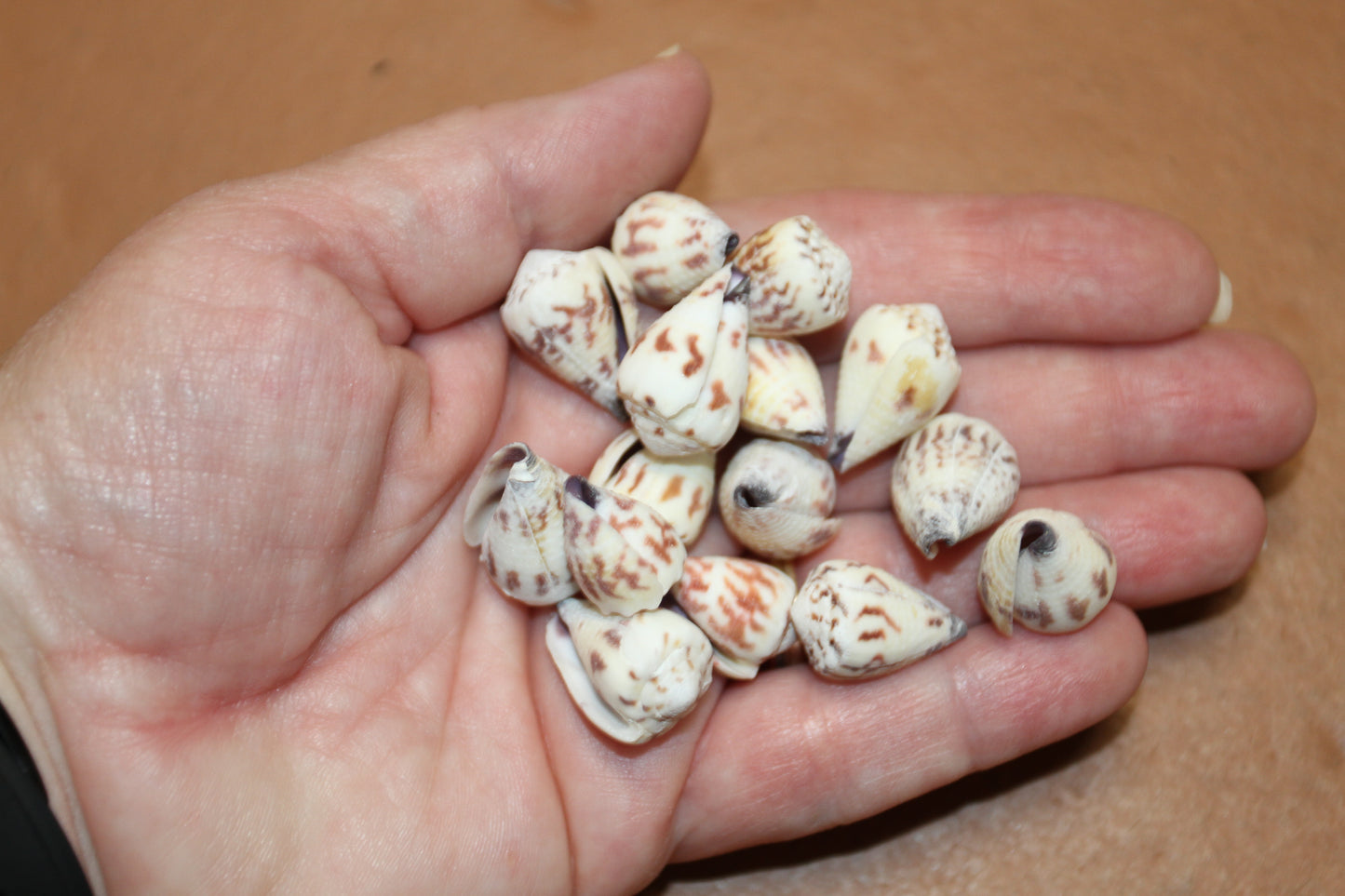 100- TINY CONUS SPONSALIS SEASHELLS,Cone Seashells,Sailors Valentines,Beach Decor,Custom Seashell Jewelry Supply,SS-05