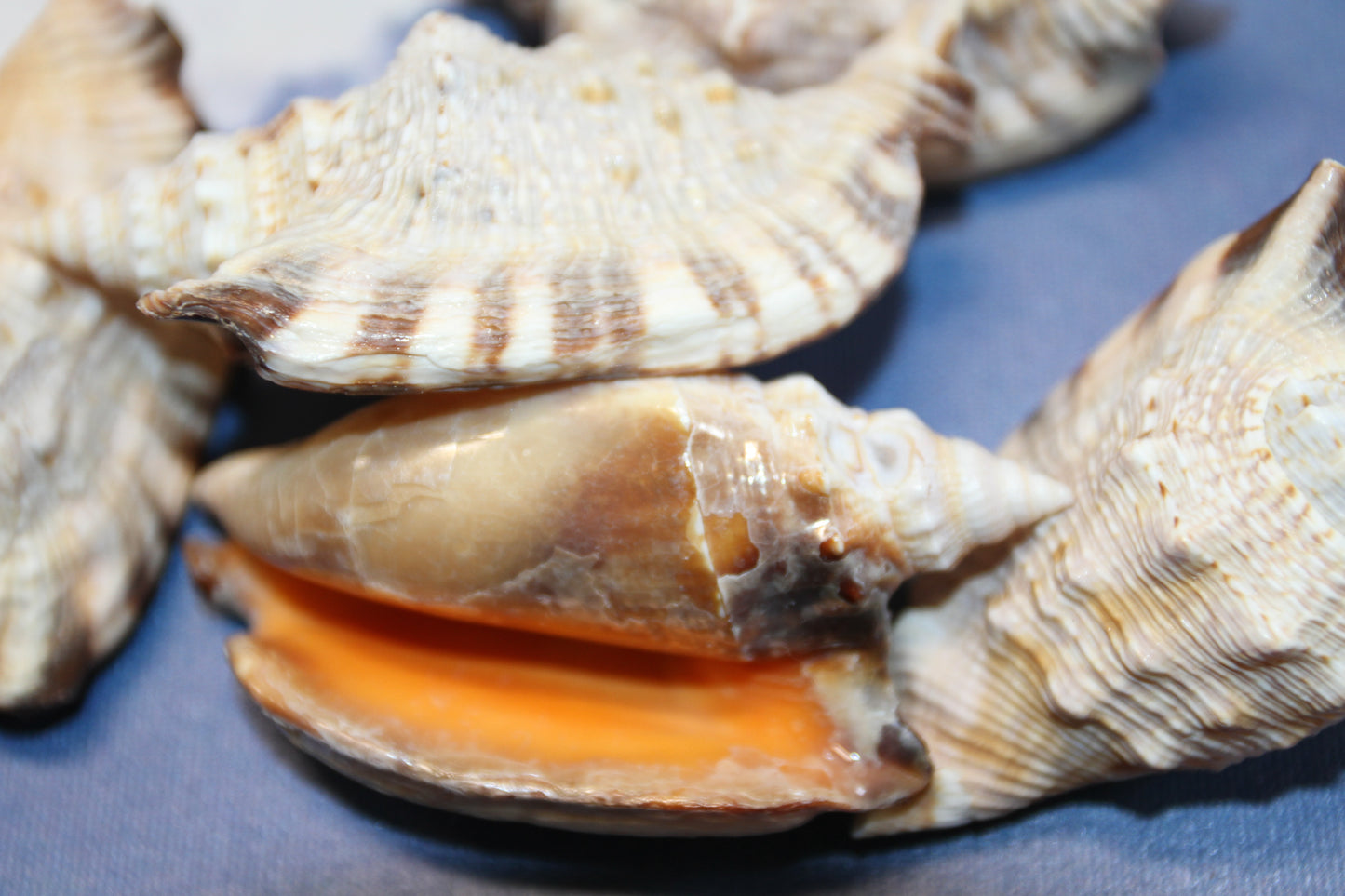 STROMBUS SEASHELLS, Seashell Collection, Sailors Valentines, Strombus Aratum, Craft Supply, All Occasion Gifts, SS-470