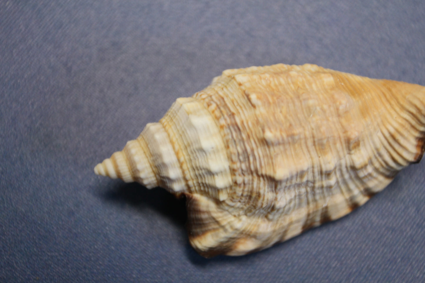 STROMBUS SEASHELLS, Seashell Collection, Sailors Valentines, Strombus Aratum, Craft Supply, All Occasion Gifts, SS-470
