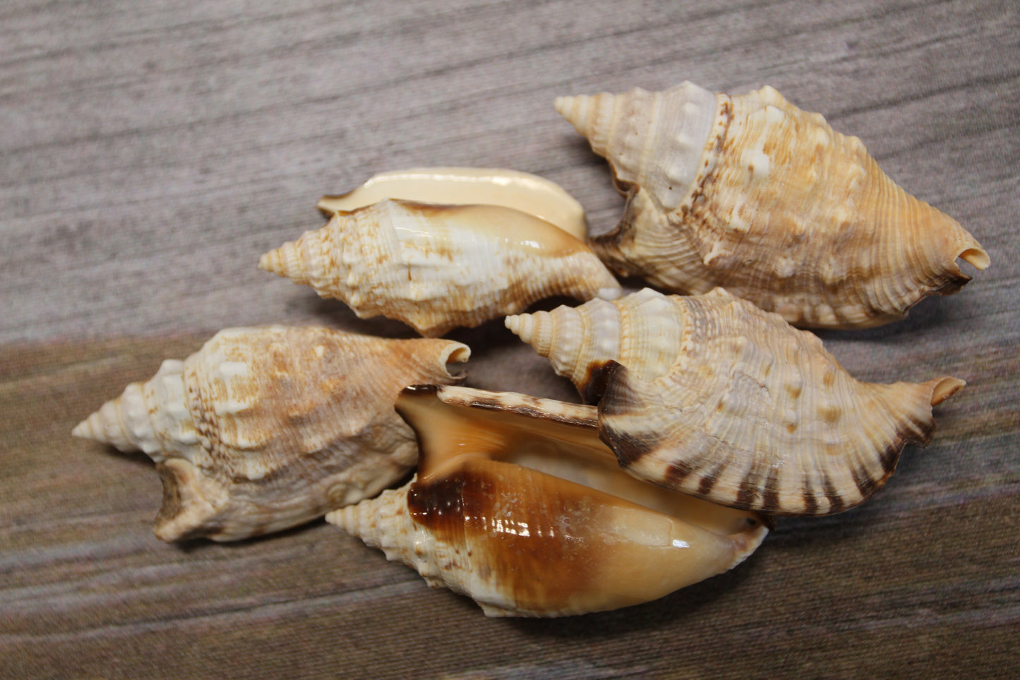 STROMBUS SEASHELLS, Seashell Collection, Sailors Valentines, Strombus Aratum, Craft Supply, All Occasion Gifts, SS-470