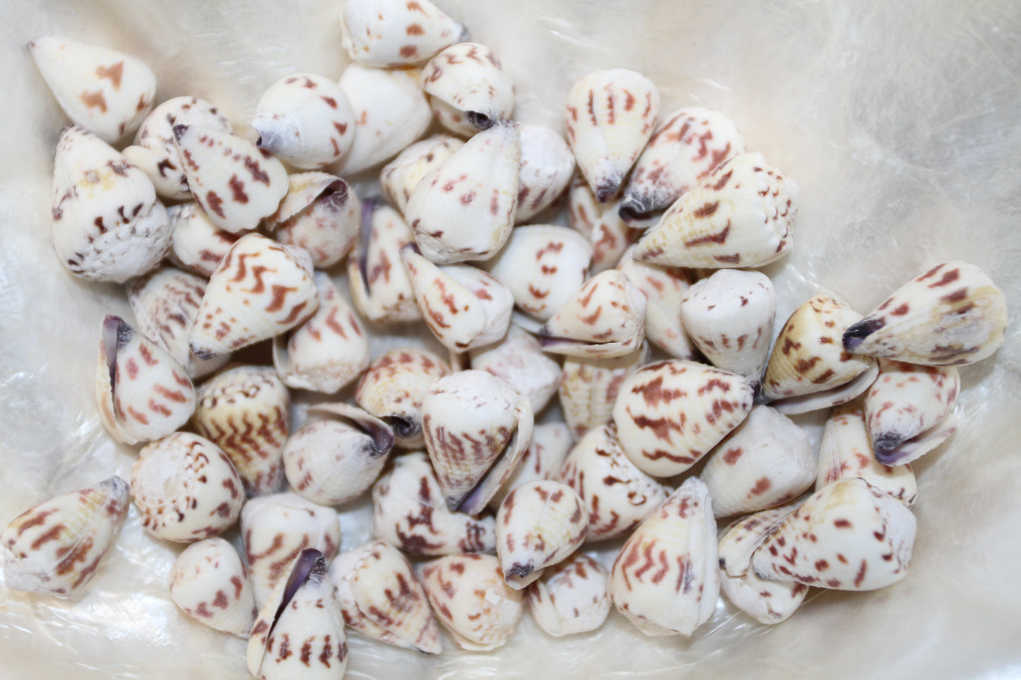 100- TINY CONUS SPONSALIS SEASHELLS,Cone Seashells,Sailors Valentines,Beach Decor,Custom Seashell Jewelry Supply,SS-05
