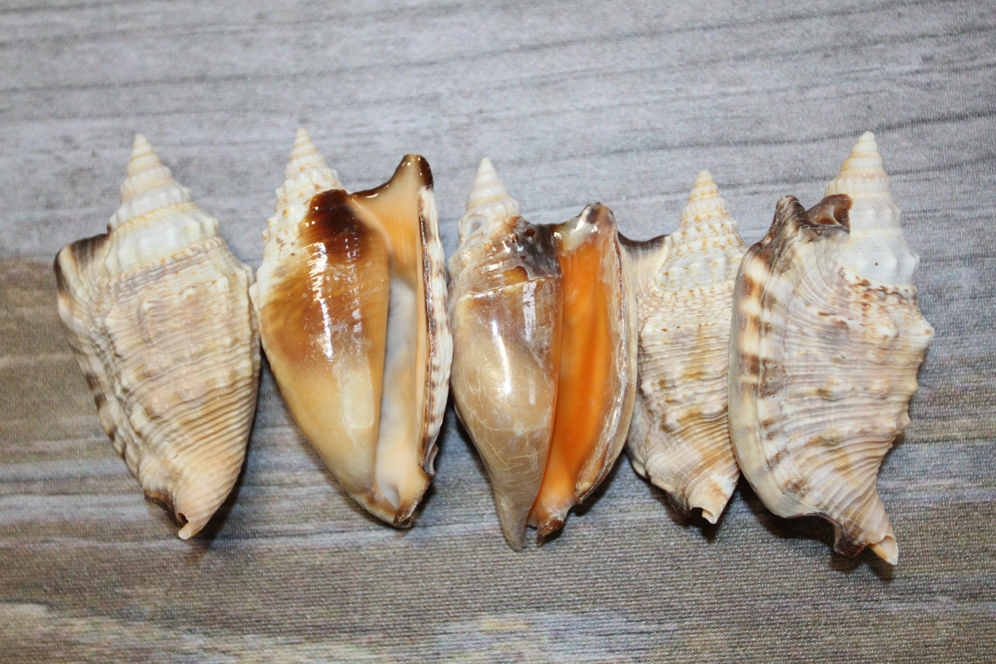 STROMBUS SEASHELLS, Seashell Collection, Sailors Valentines, Strombus Aratum, Craft Supply, All Occasion Gifts, SS-470