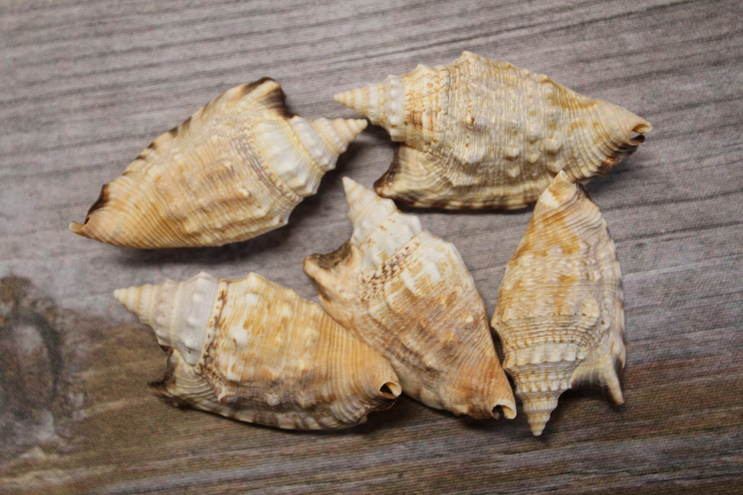 STROMBUS SEASHELLS, Seashell Collection, Sailors Valentines, Strombus Aratum, Craft Supply, All Occasion Gifts, SS-470