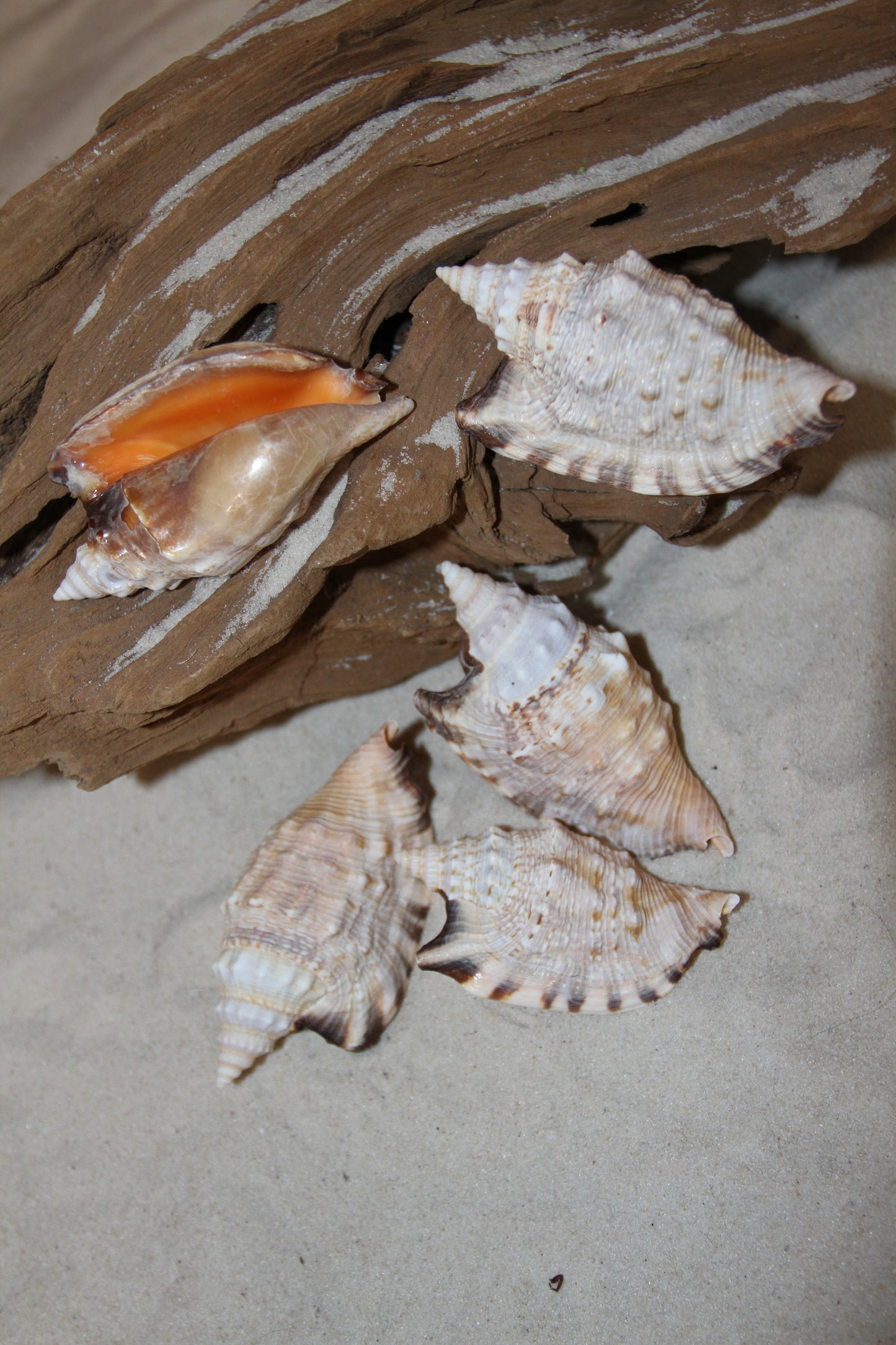 STROMBUS SEASHELLS, Seashell Collection, Sailors Valentines, Strombus Aratum, Craft Supply, All Occasion Gifts, SS-470