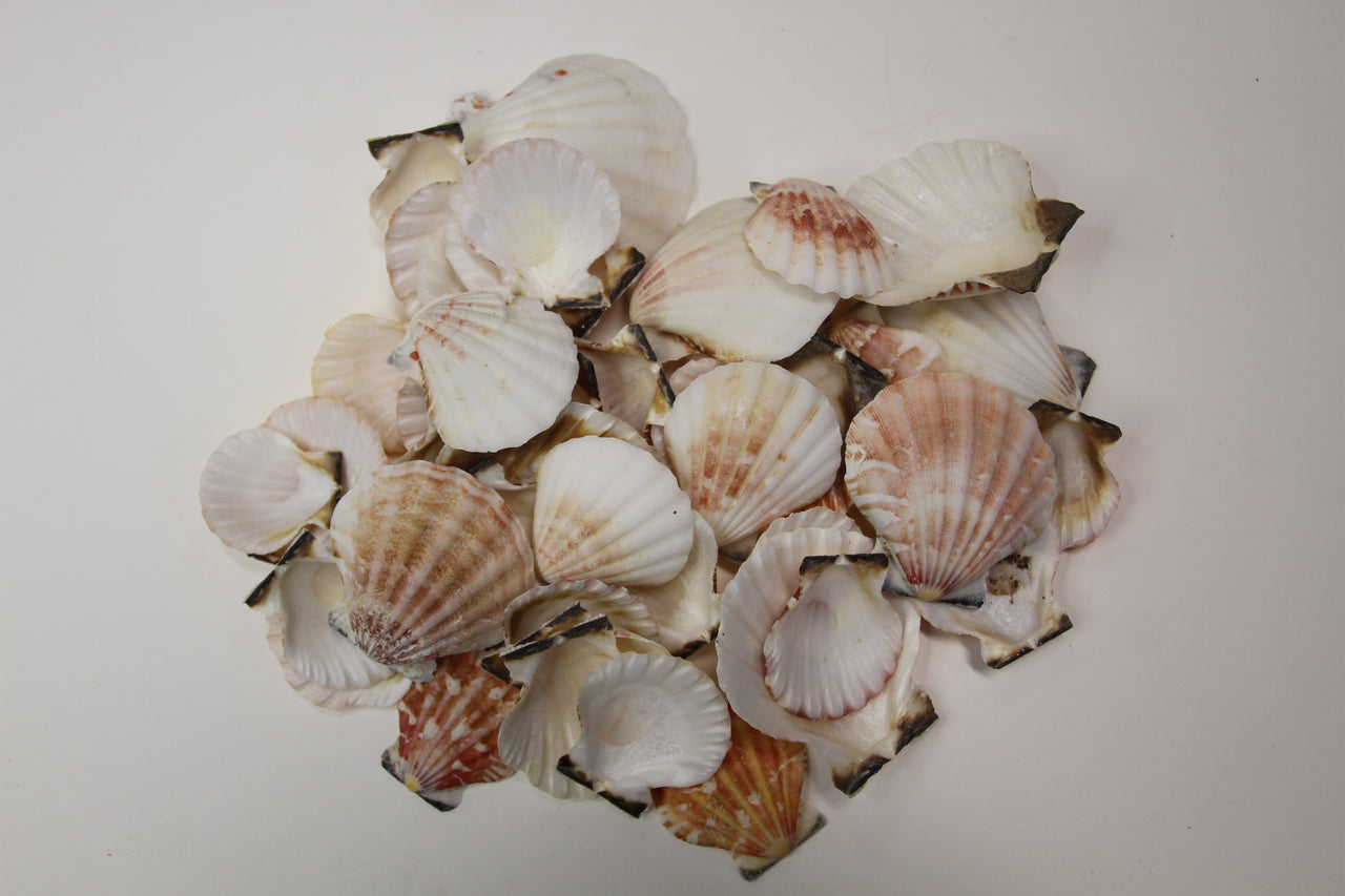 Pecten vexillium, A medium seashell used in shell crafting, Sailor's Valentines, mosaic design, wreath-making. Craft quality grade. SS-325