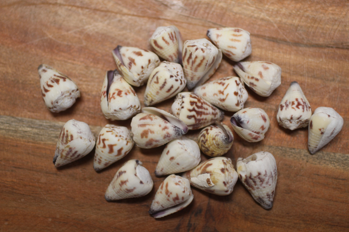 100- TINY CONUS SPONSALIS SEASHELLS,Cone Seashells,Sailors Valentines,Beach Decor,Custom Seashell Jewelry Supply,SS-05