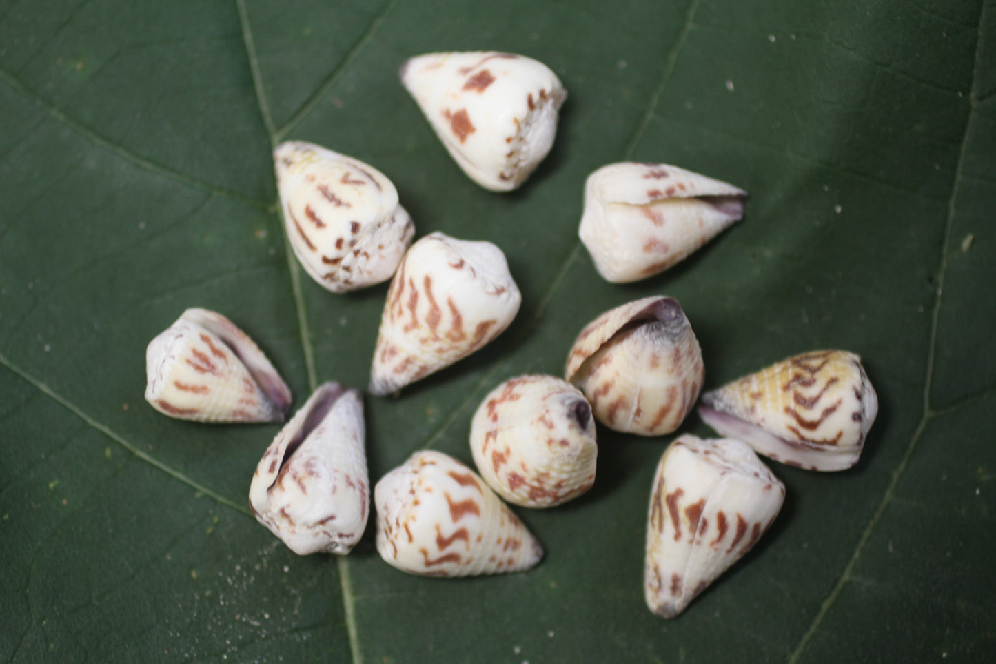100- TINY CONUS SPONSALIS SEASHELLS,Cone Seashells,Sailors Valentines,Beach Decor,Custom Seashell Jewelry Supply,SS-05