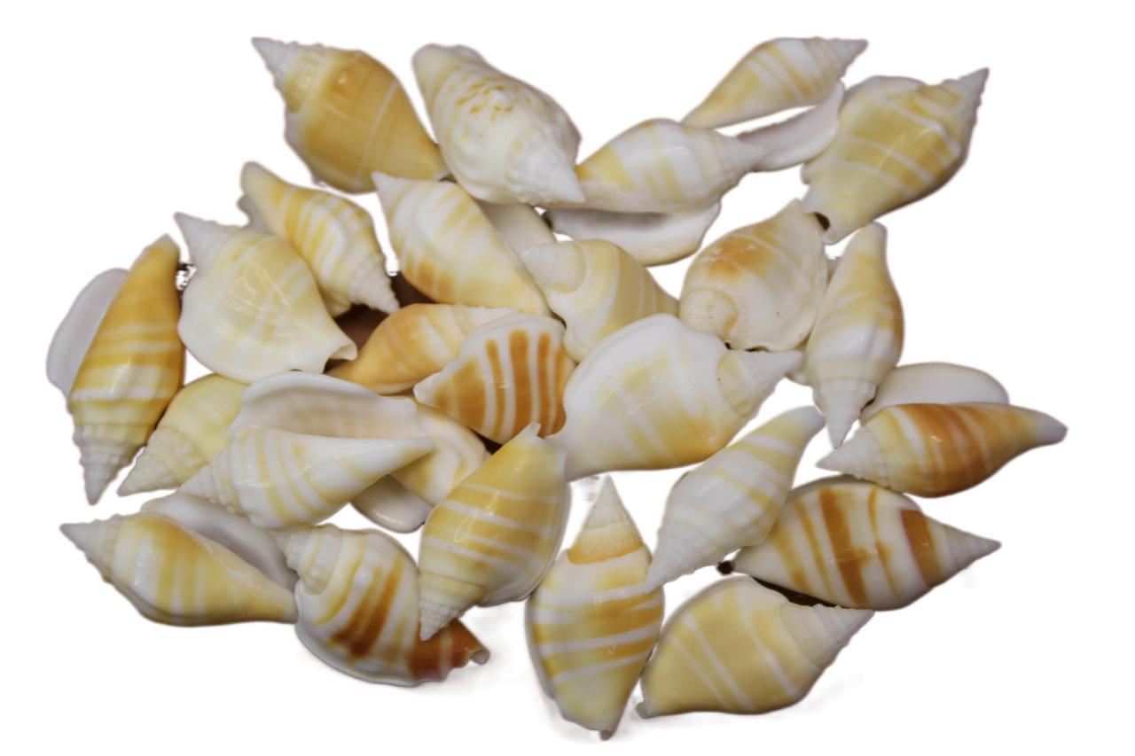 Strombus variabalis - A Member of The True Conch Shell Family which is Used in Shell Crafting, Jewelry Making, Mosaic Designing and More! SS-330