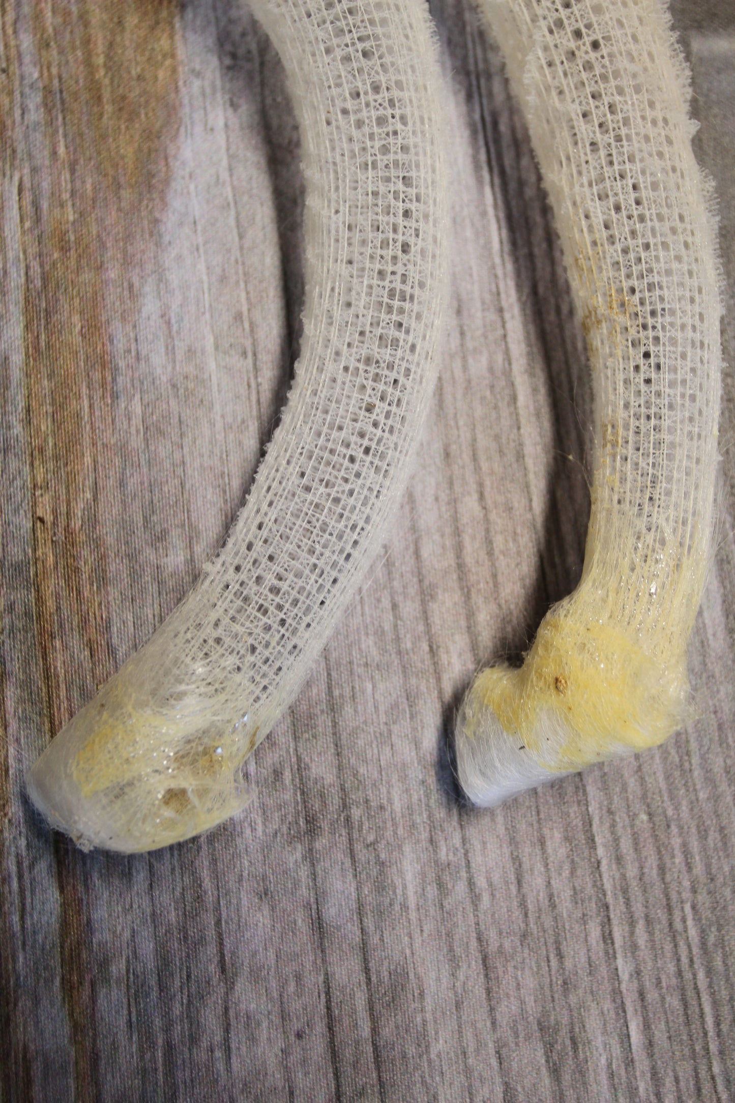 WEDDING FLOWER BASKETS, Glass Sponge, Sea Life, Beach Home Decor, Venus Flower Baskets GH-FR