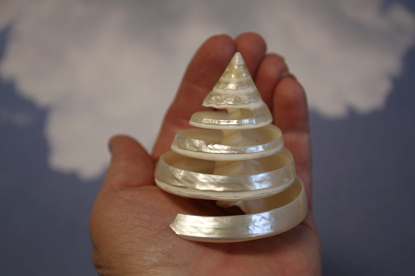 COLLECTIBLE SEASHELLS, TECTUS PYRAMIS Spiral Cut Shells, Beach Decor, Nautical Decor, Beach Art, Shelf Display CS-84
